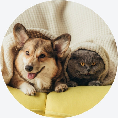Pet
